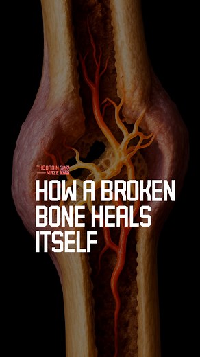 How a Broken Bone Heals Itself - What actually happens when you break a bone? Here’s the mind-blowing healing process: from emergency blood clots, to soft callus, to hard bone repair and your body rebuilding itself stronger than before. If you’re enjoying the content and want to support us, consider subscribing! | The Brain Maze