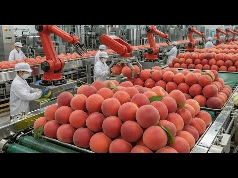 Inside a Modern Peach Processing Plant: From Farm to Canned Peaches (Full Process)