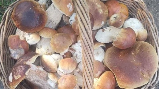 Houbaři na Táborsku hlásí úspěchy. Z výprav se vrací s plnými košíky