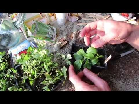How to Seed Start Stevia and Transplant It: Super Sweet & Super Hard to Germinate - MFG 2014