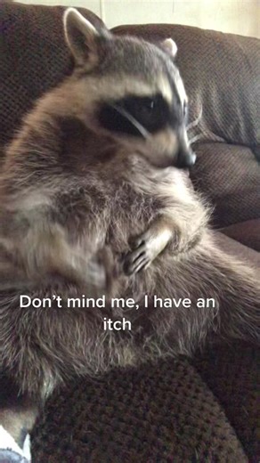 Funny Rocket Raccoon Voiceover Moments