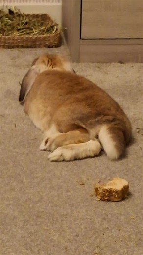Bunny Pooping While Sleeping! #bunny #rabbit #freeroamrabbit #funny #shorts #shortsfeed #short