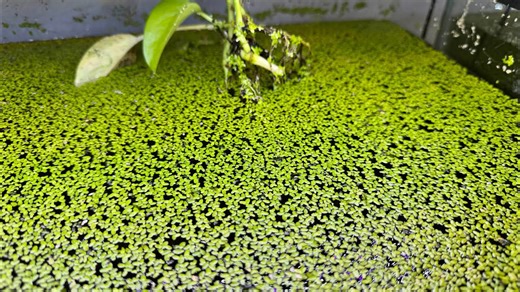 Why I Actually Love Duckweed (And You Might Too)