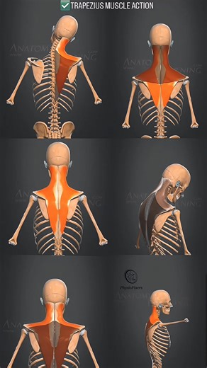 Trapezius Muscle Action | PhysioFixers