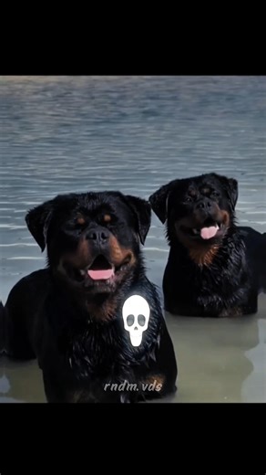 Glitch in the Matrix: Dogs in Perfect Sync🐶#FunnyDogs #DogLovers #CopyAndPaste #sync #animalfacts