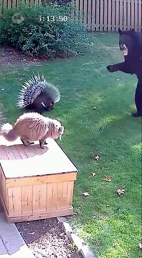 “The bear moved closer — then a porcupine launched itself like a living projectile.”