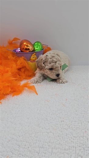 Bich-Poo - Bichpoo puppy for sale