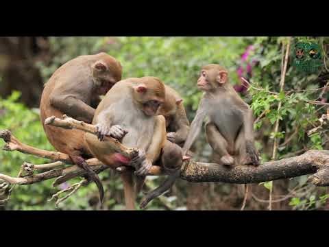 Two Rhesus Macaque Monkeys Resting on a Textured Tree Branch with Soft Bokeh Background primate