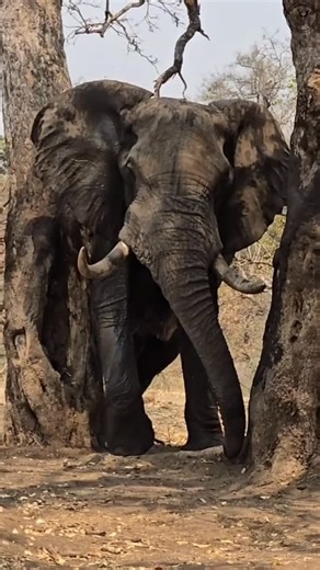 A sighting of a Elephant bull scratching himself between two trees in the Kruger National Park. #elephant #safari #shorts #wildlife #photography | KPS Safari & Tours