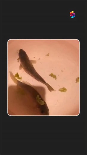 SS Knowledge TV | It’s Moving… But It’s Already Dead This video explains a disturbing biological phenomenon where a fish appears to swim and move even after... | Instagram