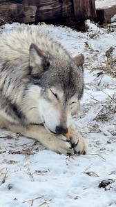Nothing quite captures the beauty of winter like observing a content wolf comfortably settled in the snow while savoring a delectable, chewy bone. https://ltanimalpark.com https://logcabinlodgepa.com #golaurelhighlands | Living Treasures Animal Park of the Laurel Highlands