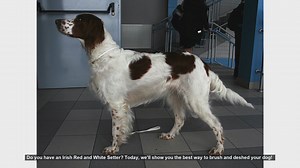 How to Brush and Deshed Your Irish Red and White Setter