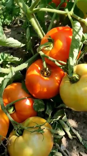 Tomate Marmande! #edugospodaria