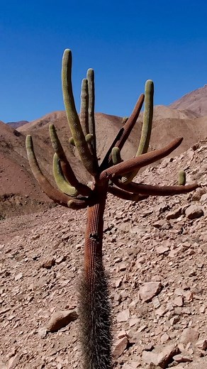 El cactus candelabro, desierto de Atacama, Chile 🏜️ | Cactus Explorer