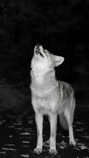 jackal sound | fox sounds #foxsounds #coyote #jackal