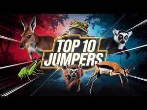 The Top 10 Highest Jumping Animals | Most Powerful Jumpers