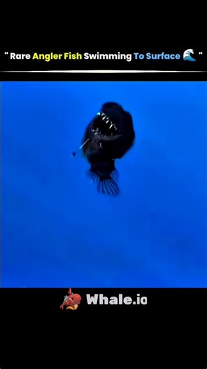@solved_science | Angler fish usually live thousands of feet below the ocean surface in complete darkness, making daytime sightings extremely rare. Their... | Instagram