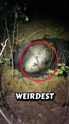 5 Weirdest Animal Eggs You Won’t Believe Exist! 🥚😲