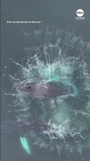 Humpback whales form Fibonacci spiral in Antarctica waters