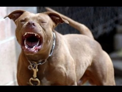 PERROS PITBULL LADRANDO VIDEO GRACIOSO