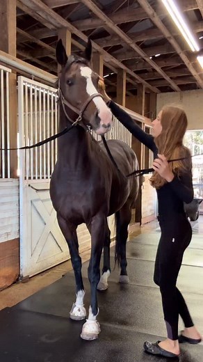 1.9K views · 2.1K reactions | My favorite tack after riding for 25...