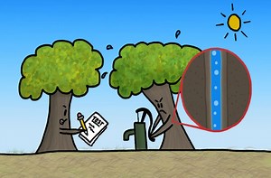 How do trees survive winter?