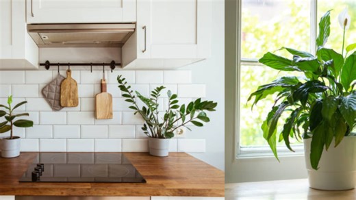 Las cinco plantas que el Feng Shui recomienda para atraer bienestar desde la cocina