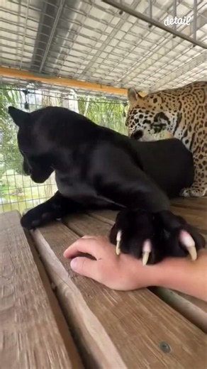 Panther & Leopard — Two of the Most Beautiful Big Cats 🐆🖤