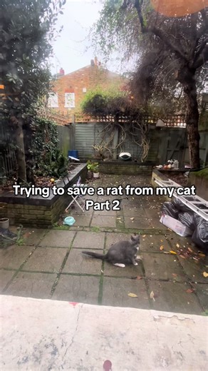 This is me trying to save a rat from my cat. Part2