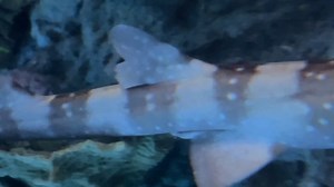 Shark sighting 🦈👀 Next time you walk through the Discovery Center, swing by the big reef aqaurium and see if you can spot the new bamboo sharks, Snoopy & Pluto! These bottom-dwellers use their strong pectoral fins to "walk" along the ocean floor in search of food. They’re masters of disguise, resting during the day and becoming more active after sunset. 🌊 | Blank Park Zoo