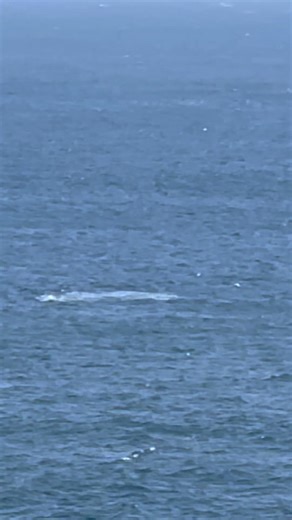 潮岬でザトウクジラに遭遇！②2026年5月15日 #鯨 #クジラ #ザトウクジラ #和歌山 #潮岬 #串本町 #白浜 #那智勝浦