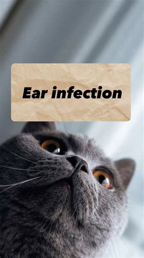 𝓓𝓻.𝓗𝓲𝓿𝓲 𝓗𝓪𝓶𝓮𝓮𝓭 on Instagram‎: "Inner & Middle Ear Infection in Cats (Otitis Media & Otitis Interna) If your cat is walking with loss of balance, head tilt, circling, or falling, this is not behavioral it’s often a neurologic sign caused by ear disease. What you’re seeing: ✔️ Otitis media = infection of the middle ear ✔️ Otitis interna = infection of the inner ear 👉 They are part of the SAME disease process, just at different depths. Otitis externa (outer ear) → can spread to middle 