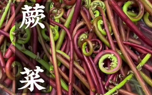 很多人都说蕨菜不能吃，我们却从小吃到大，春天到了，又是一年吃蕨菜的季节，安排上