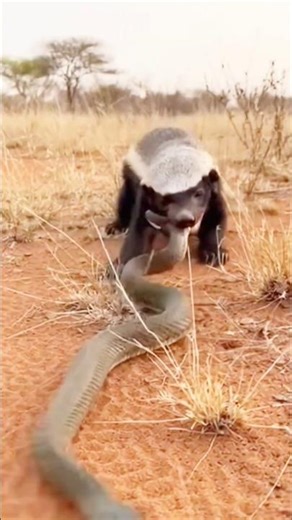 Honey Badger vs Deadly Black Mamba 😱 Fearless Fight Caught on Camera! #shorts