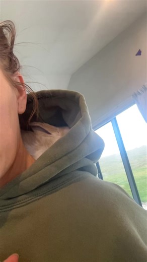 Meet Pickles the Mini Lop Bunny!