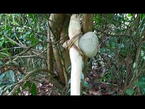 How to make survival stone axe : making in the forest |primitive Celt |bushcraft| survival tips.