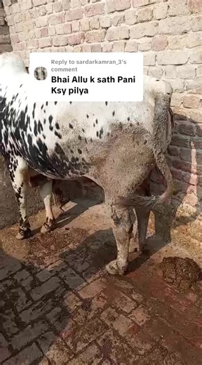 Essentials of Cattle Farming for Beginners