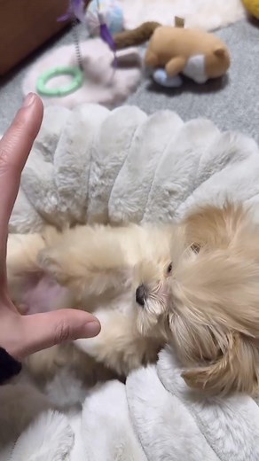 Bonny is one of the Fabulous Five rescued from a puppy mill. He is a very stoic and grateful puppy boy who is 5 months old. He spent most of his life indoors after his parents were rehomed by the breeder. He begs for physical human touch and companionship and is very humble with his requests. He will come right up and give the sweetest kisses and wait for you to kiss him back on the top of his curly head. Bonny is in heaven when getting neck and behind the ear massages, he leans in and closes hi