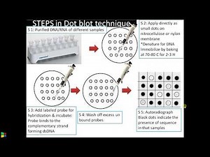 Dot-blot Hybridization method. Principle, Steps 3 Minute Video