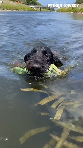 Otto Does A Front Flip Catches An Iguana! What A GRAB!!! | Python Cowboy Hunts