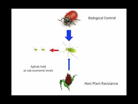 Host Plant Resistance and Biological Control