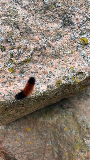 Fall temperatures bring out these fuzzy friends! 🐛The Woolly bear caterpillar is the larval stage of the Isabella tiger moth. They survive the winter months as caterpillars by seeking shelter, making a nest from leaves and garden debris, and producing glycerol, a natural antifreeze, inside their bodies. Their behavior and appearance is linked to folklore that suggests a large rusty brown band on their hairy bodies indicates a milder winter, while more black fur suggests a harsher winter. If the