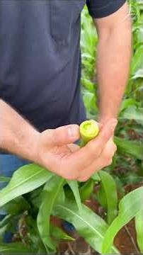 🌽 Did you apply herbicide and notice the corn "stalling"?