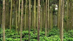 areca nut tree farm in Karnataka india