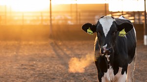 Dairy Cow | Alltech®