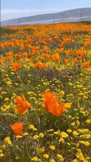 Beautiful Poppy Flowers in Bloom 🌺
