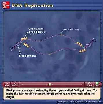 Replication E coli YouTube