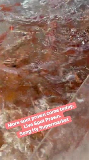 More spot prawn come today. Live Spot Prawn. Song Hy Supermarket | Song Hy Supermarket