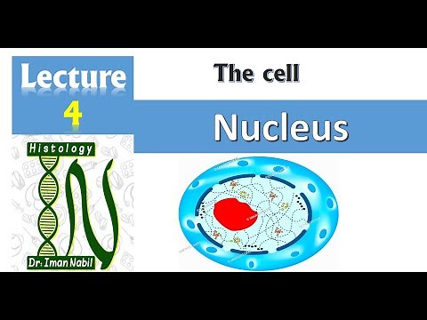 4-Nucleus-Cell- Histology