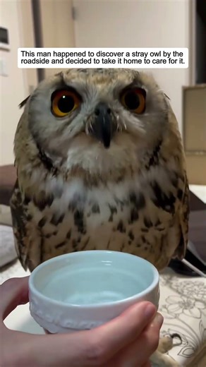 This man happened to discover a stray owl by the roadside and decided to take it home to care for it